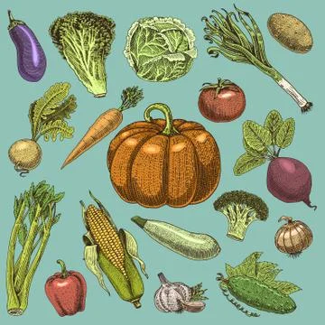 Set of hand drawn, engraved vegetables, vegetarian food, plants, vintage looking Stock Illustration