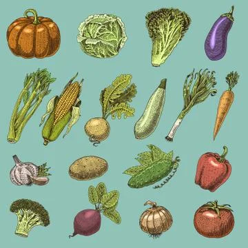 Set of hand drawn, engraved vegetables, vegetarian food, plants, vintage looking Stock Illustration