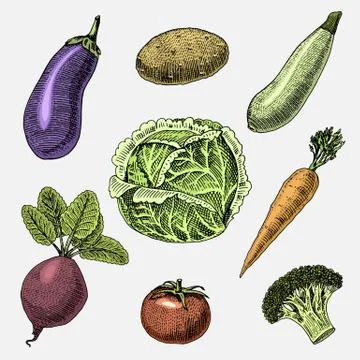 Set of hand drawn, engraved vegetables, vegetarian food, plants, vintage looking Stock Illustration