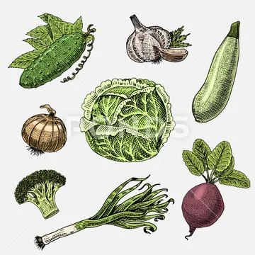 Set of hand drawn, engraved vegetables, vegetarian food, plants, vintage looking Stock Illustration
