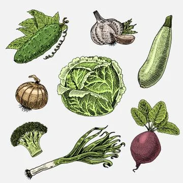 Set of hand drawn, engraved vegetables, vegetarian food, plants, vintage looking Stock Illustration