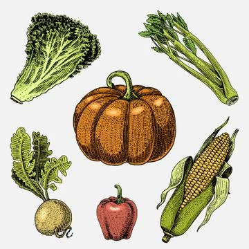 Set of hand drawn, engraved vegetables, vegetarian food, plants, vintage looking Illustrazione stock