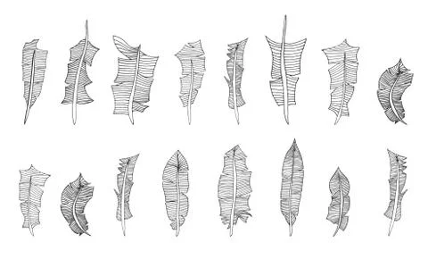 Set of hand-drawn feathers Stock Illustration