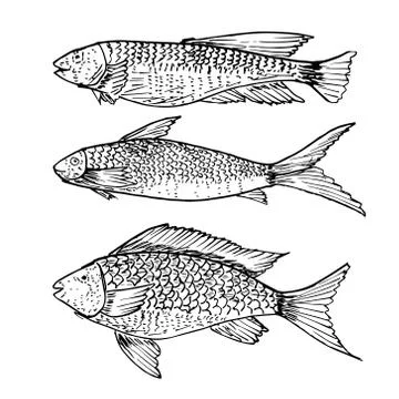 Set of hand drawn fish, Healthy food drawings set elements for menu design. V Stock Illustration
