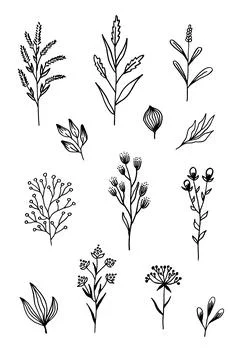 Set of hand-drawn floral elements: plants, branches, leaves, buds, sprouts 库存插图