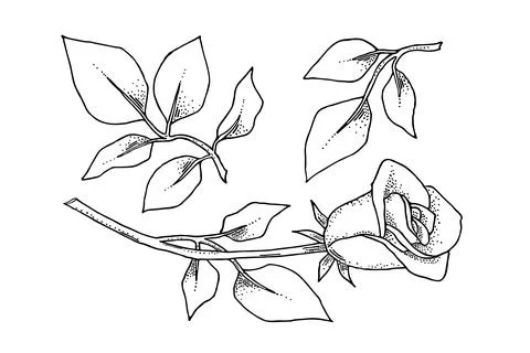 A set of hand-drawn flower elements. 库存插图