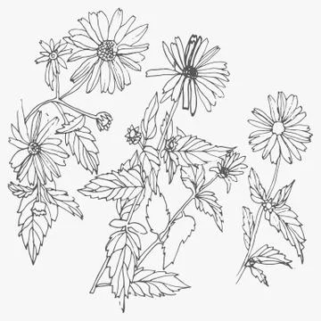 Set of hand drawn flowers isolated on white background. Stock Illustration