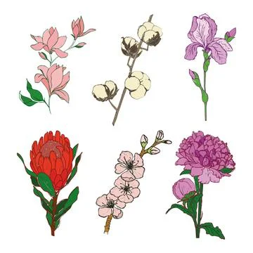 A set of hand drawn flowers. vector illustration isolated on a white background Stock Illustration