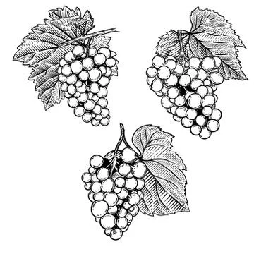 Set of hand drawn grape illustration. Design element for poster, emblem, sign Stock Illustration