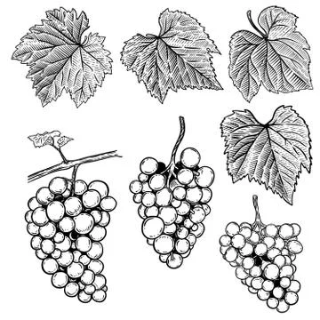 Set of hand drawn grape illustrations. Design elements for poster, banner, me 库存插图