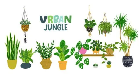Set of hand drawn houseplants Stock Illustration