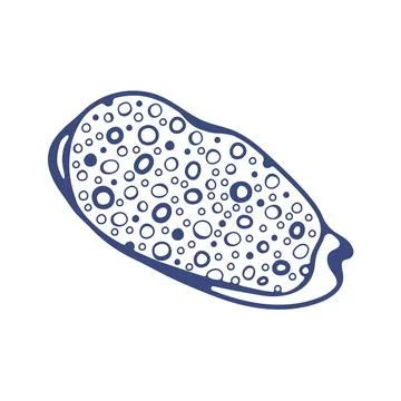 Set of Hand drawn ink vector seashell illustration. Conceptual, naive marine  イラスト素材