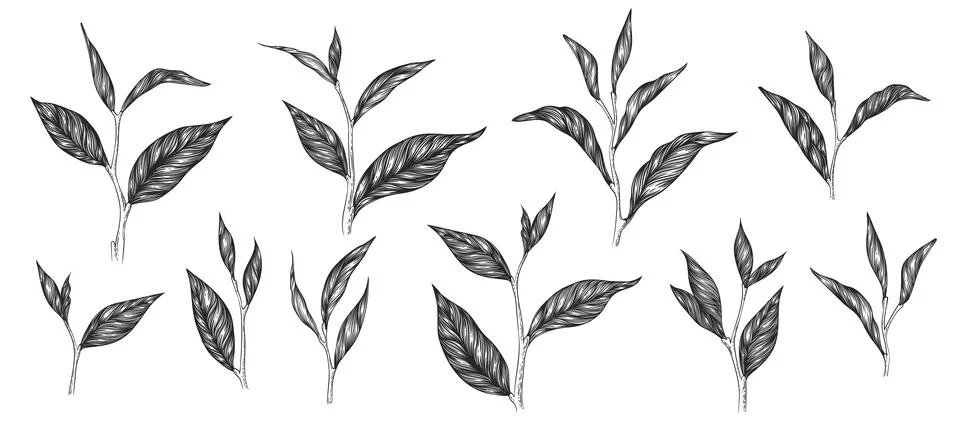 Set of hand drawn isolated tea leaves and branches. Trendy botanical elemen.. 库存插图