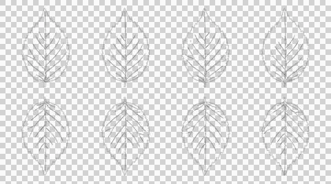 Set of hand drawn leaf sketches isolated on white background for botanical .. Stock Illustration
