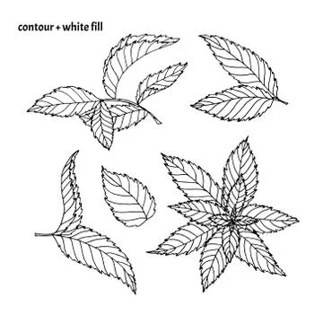 Set of hand drawn leaves in doodle style Stock Illustration