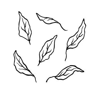 A Set Of Hand-Drawn Leaves. Stock Illustration