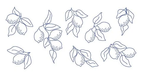 Set of hand-drawn lemon branches in minimal line art style. Perfect for mod.. Stock Illustration