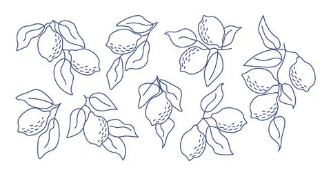 Set of hand-drawn lemon branches in minimal line art style. Perfect for mod.. Stock-Illustration