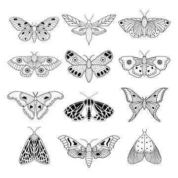Set of hand drawn moths Stock Illustration
