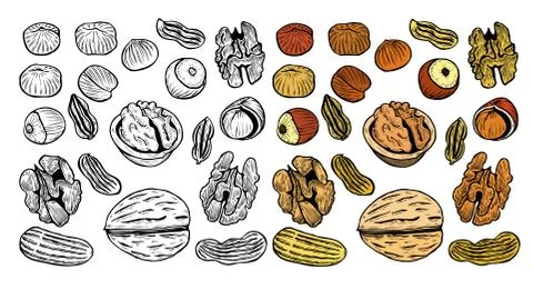Set of hand drawn nuts 스톡 일러스트