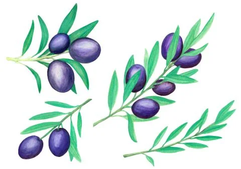 A set of hand drawn olive branches Stock Illustration