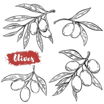 Set of hand drawn olive illustrations isolated on white backgrou Stock Illustration