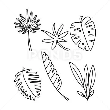 Leaf drawing Free Stock Vectors