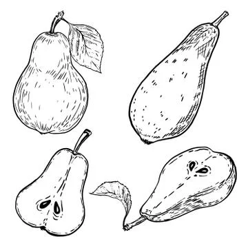 Set of hand drawn pears on white background. Design elements for Stock Illustration