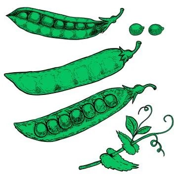 Set of hand drawn peas illustrations isolated on white backgroun Stock Illustration