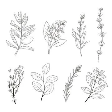 Set of hand drawn plant elements. doodle herbs and spices Stock Illustration