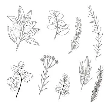 Set of hand drawn plant elements. doodle herbs and spices 스톡 일러스트