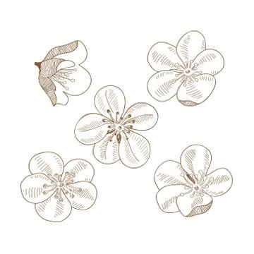 Set of hand drawn plums flowers isolated Stock Illustration