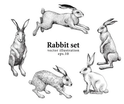 Set of hand drawn rabbit illustrations isolated on white background. Vector Stock Illustration