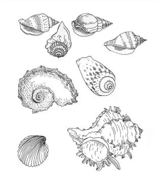 Set of hand drawn sea shells. Stock Illustration