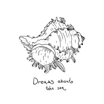 Set of hand drawn sea shells. Stock Illustration