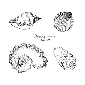 Set of hand drawn sea shells. Stock Illustration