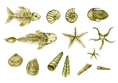 Set of hand drawn seashell, ammonites, trilobite and other fossil animals Stock Illustration