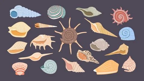 Set of hand drawn seashells of different shapes 스톡 일러스트