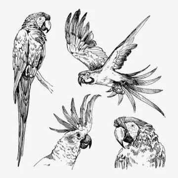 Set of hand drawn sketch black and white vintage exotic tropical bird parrot Stock Illustration