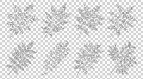 Set of hand drawn sketch leaves isolated on white background for design pro.. Illustration