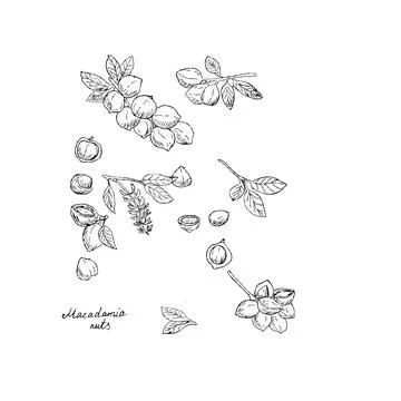 Set of Hand Drawn sketch Macadamia nuts on branch and simple nuts Stock Illustration