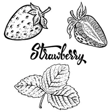 Set of Hand drawn strawberry. Design elements for logo, label, e Stock Illustration