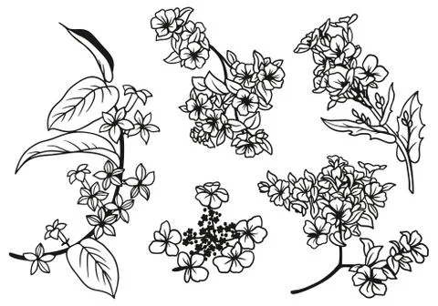 Set of hand drawn tiny flowers and leaves Illustrazione stock