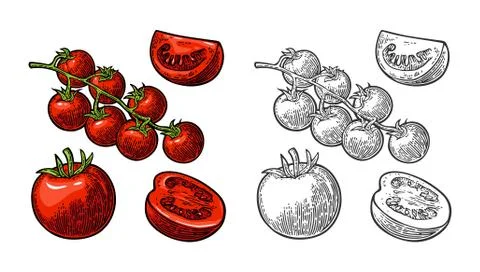 Set of hand drawn tomatoes. Branch, whole and slice Stockillustratie