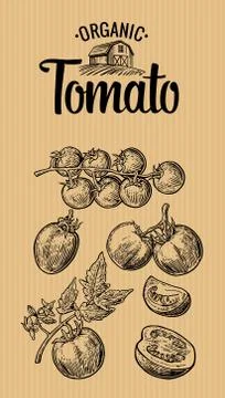 Set of hand drawn tomatoes on brown background. Tomato, half and slice. Vintage Stock Illustration