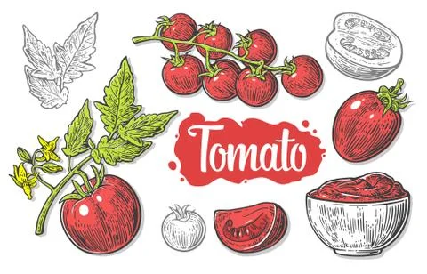 Set of hand drawn tomatoes isolated on white background. Tomato, half and slice Stock Illustration