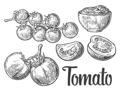 Set of hand drawn tomatoes isolated on white background. Tomato, half and slice Stock Illustration