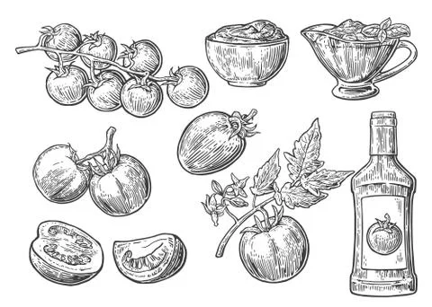 Set of hand drawn tomatoes. Tomato, half and slice, ketchup Stock Illustration