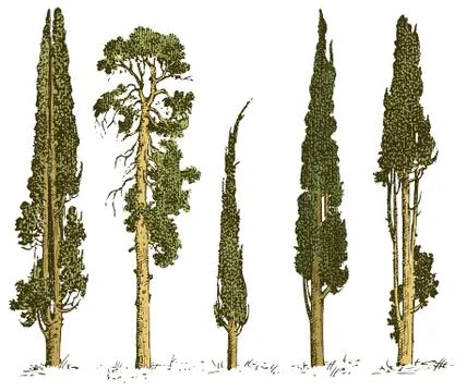 Set of hand drawn trees italian cypress and pine isolated vector illustration Illustrazione stock