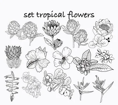 Set of hand drawn Tropical vector set floral illustration. Stock Illustration